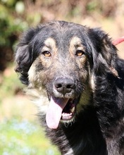 CAROLITA, Hund, Mischlingshund in Italien - Bild 2