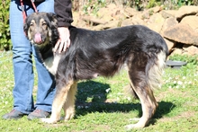 CAROLITA, Hund, Mischlingshund in Italien - Bild 3