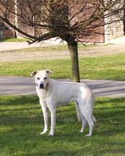 PALOMA, Hund, Mischlingshund in Lamspringe - Bild 1