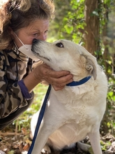 PALOMA, Hund, Mischlingshund in Lamspringe - Bild 10