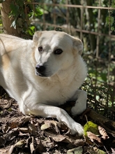 PALOMA, Hund, Mischlingshund in Lamspringe - Bild 11