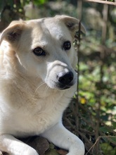 PALOMA, Hund, Mischlingshund in Lamspringe - Bild 14