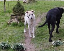 PALOMA, Hund, Mischlingshund in Lamspringe - Bild 2