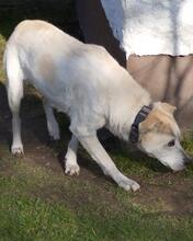 PALOMA, Hund, Mischlingshund in Lamspringe - Bild 3