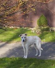 PALOMA, Hund, Mischlingshund in Lamspringe - Bild 5