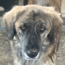 WAMBO, Hund, Mischlingshund in Griechenland - Bild 1