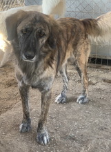 WAMBO, Hund, Mischlingshund in Griechenland - Bild 2