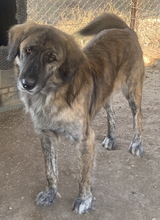 WAMBO, Hund, Mischlingshund in Griechenland - Bild 3