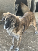 WAMBO, Hund, Mischlingshund in Griechenland - Bild 5