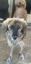 WAMBO, Hund, Mischlingshund in Griechenland - Bild 6