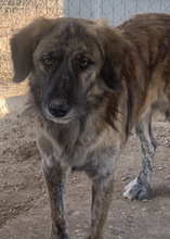 WAMBO, Hund, Mischlingshund in Griechenland - Bild 7