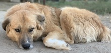 RANGER, Hund, Mischlingshund in Griechenland - Bild 10