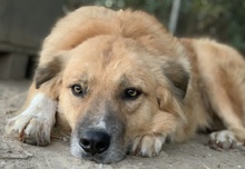 RANGER, Hund, Mischlingshund in Griechenland - Bild 11