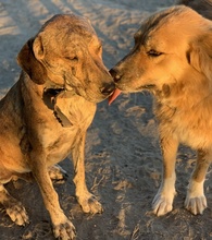 RANGER, Hund, Mischlingshund in Griechenland - Bild 12