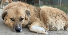 RANGER, Hund, Mischlingshund in Griechenland - Bild 5
