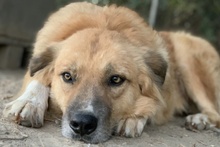 RANGER, Hund, Mischlingshund in Griechenland - Bild 6