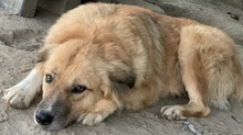 RANGER, Hund, Mischlingshund in Griechenland - Bild 8