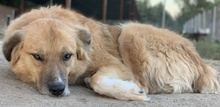RANGER, Hund, Mischlingshund in Griechenland - Bild 9
