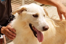 JOSUA, Hund, Mischlingshund in Italien - Bild 10