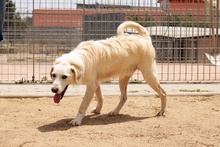 JOSUA, Hund, Mischlingshund in Italien - Bild 11