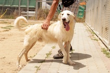 JOSUA, Hund, Mischlingshund in Italien - Bild 12