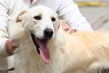 JOSUA, Hund, Mischlingshund in Italien - Bild 14