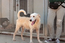 JOSUA, Hund, Mischlingshund in Italien - Bild 15
