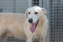JOSUA, Hund, Mischlingshund in Italien - Bild 16