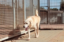 JOSUA, Hund, Mischlingshund in Italien - Bild 17