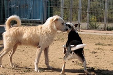 JOSUA, Hund, Mischlingshund in Italien - Bild 18