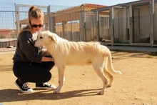 JOSUA, Hund, Mischlingshund in Italien - Bild 2