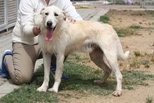 JOSUA, Hund, Mischlingshund in Italien - Bild 20