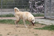 JOSUA, Hund, Mischlingshund in Italien - Bild 23