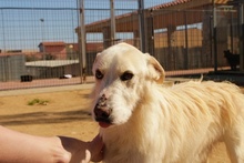 JOSUA, Hund, Mischlingshund in Italien - Bild 5