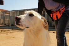 JOSUA, Hund, Mischlingshund in Italien - Bild 6