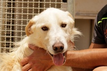 JOSUA, Hund, Mischlingshund in Italien - Bild 8