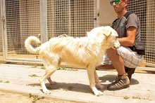 JOSUA, Hund, Mischlingshund in Italien - Bild 9