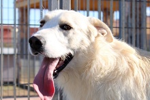 JOSUA, Hund, Spinone Italiano-Mix in Italien - Bild 29