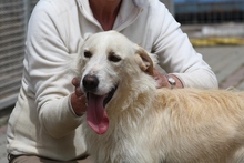 JOSUA, Hund, Spinone Italiano-Mix in Italien - Bild 36