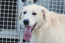 JOSUA, Hund, Spinone Italiano-Mix in Italien - Bild 37