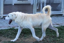 JOSUA, Hund, Spinone Italiano-Mix in Italien - Bild 38