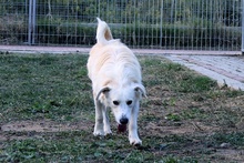 JOSUA, Hund, Spinone Italiano-Mix in Italien - Bild 39