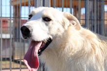 JOSUA, Hund, Spinone Italiano-Mix in Italien - Bild 41