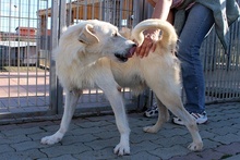 JOSUA, Hund, Spinone Italiano-Mix in Italien - Bild 42