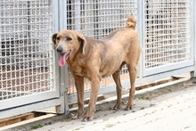 PIPPO, Hund, Segugio Maremmano-Mix in Italien - Bild 14