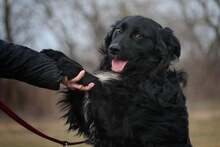 RONTU, Hund, Mischlingshund in Ungarn - Bild 1