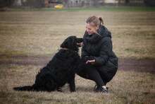 RONTU, Hund, Mischlingshund in Ungarn - Bild 2