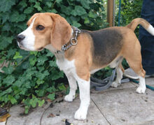 CHICOLINO, Hund, Beagle in Lauf - Bild 5