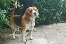 CHICOLINO, Hund, Beagle in Lauf - Bild 6