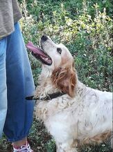 MARTINO, Hund, Bretonischer Vorstehhund in Italien - Bild 2